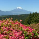 【季節に応じた美しさと御城印がおすすめ！】小田原城！
